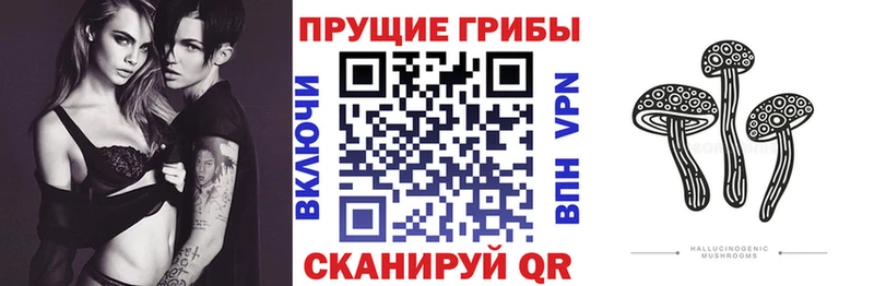 Галлюциногенные грибы Psilocybe  Саратов 