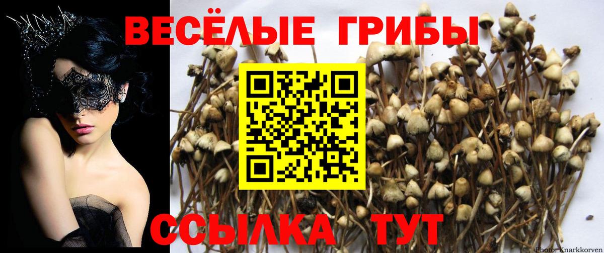 Саратов  Галлюциногенные грибы MAGIC MUSHROOMS  Вход с VPN 